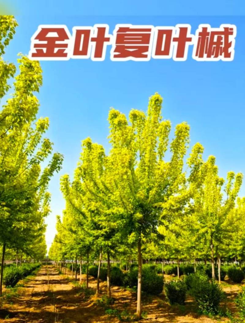 金叶复叶槭现货量大