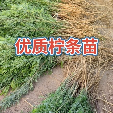 柠条苗