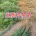 柠条苗
