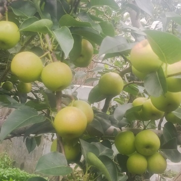 丁香梨