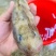 海鲶鱼有货