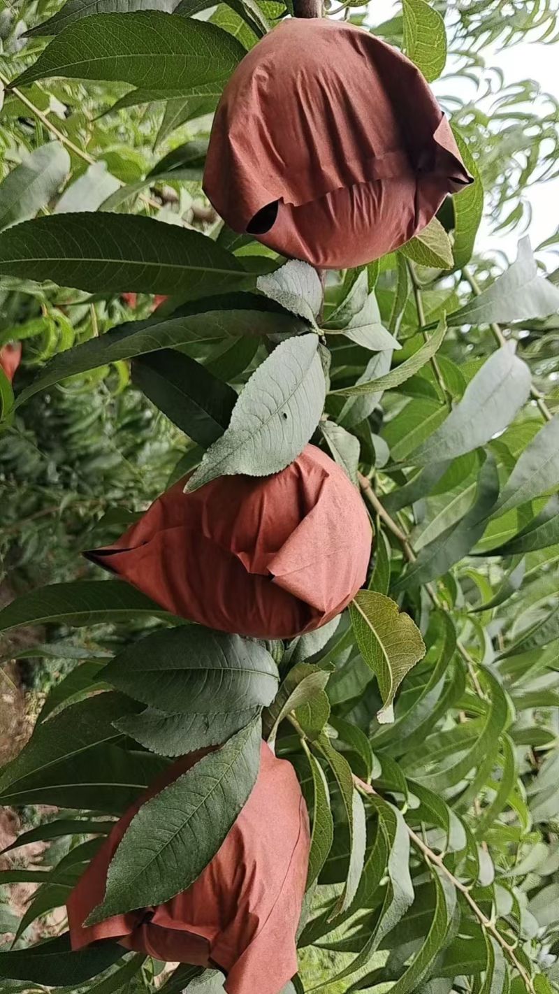 四两起