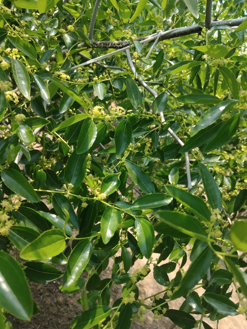冬枣树
