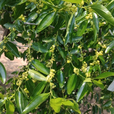 冬枣树