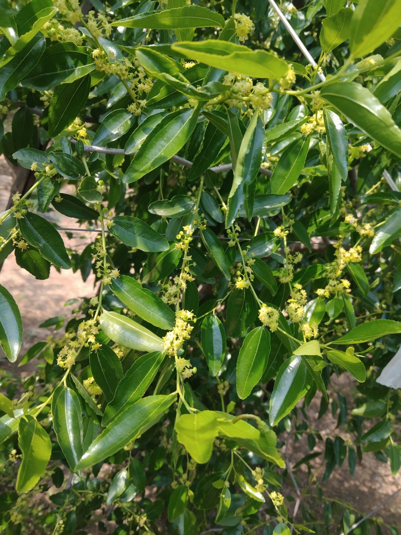 冬枣树