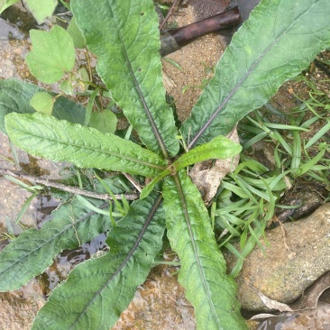 地胆草