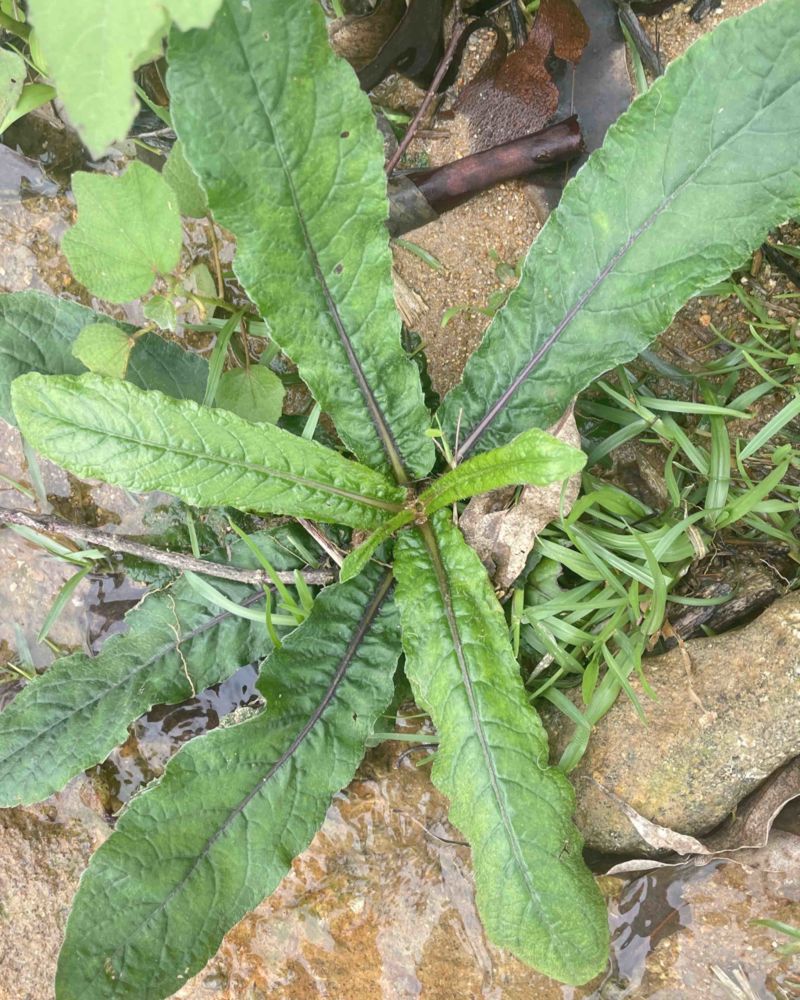 地胆草