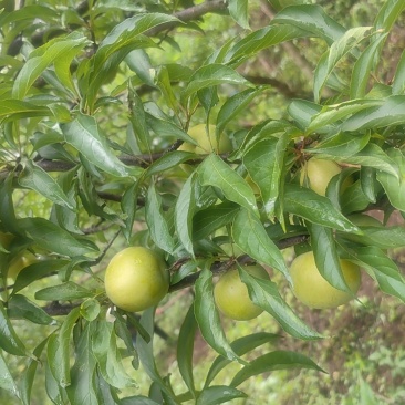 蜂糖李