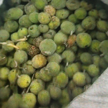 湖南永州构树果湿货