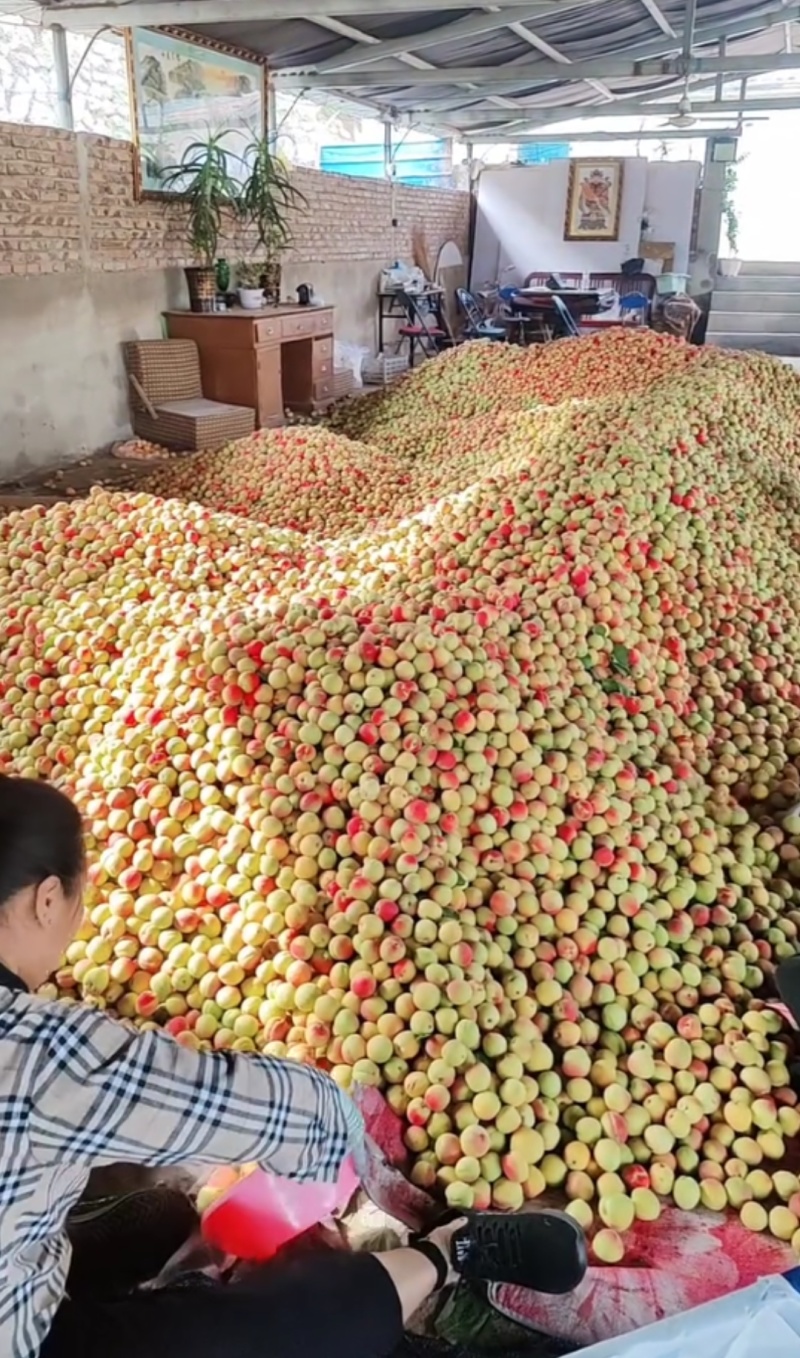 结盒杏，大量上市！