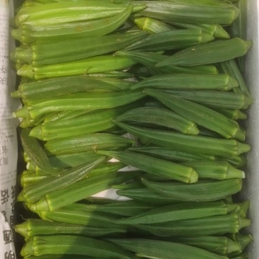 山东黄秋葵
