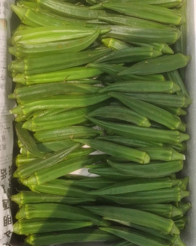 山东黄秋葵