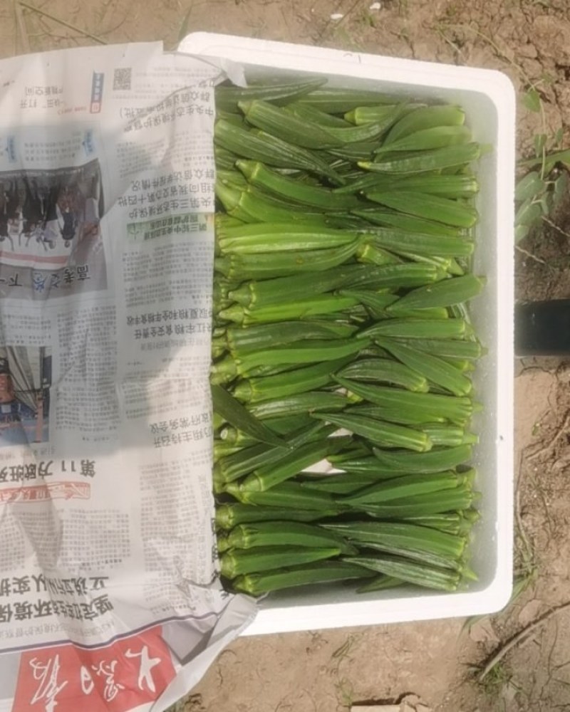 山东黄秋葵