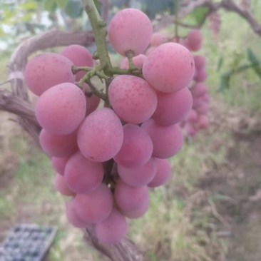 妮娜皇后葡萄