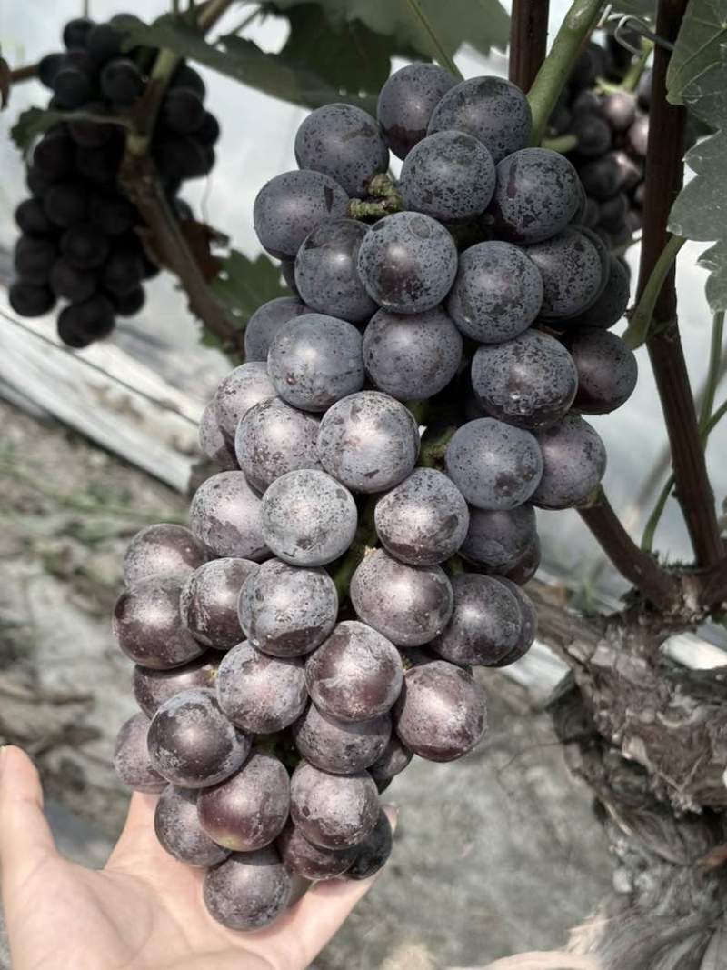 夏黑葡萄🍇