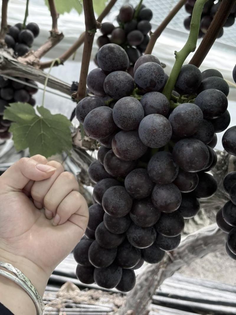 夏黑葡萄🍇