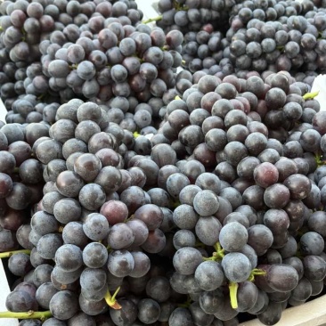 夏黑葡萄🍇
