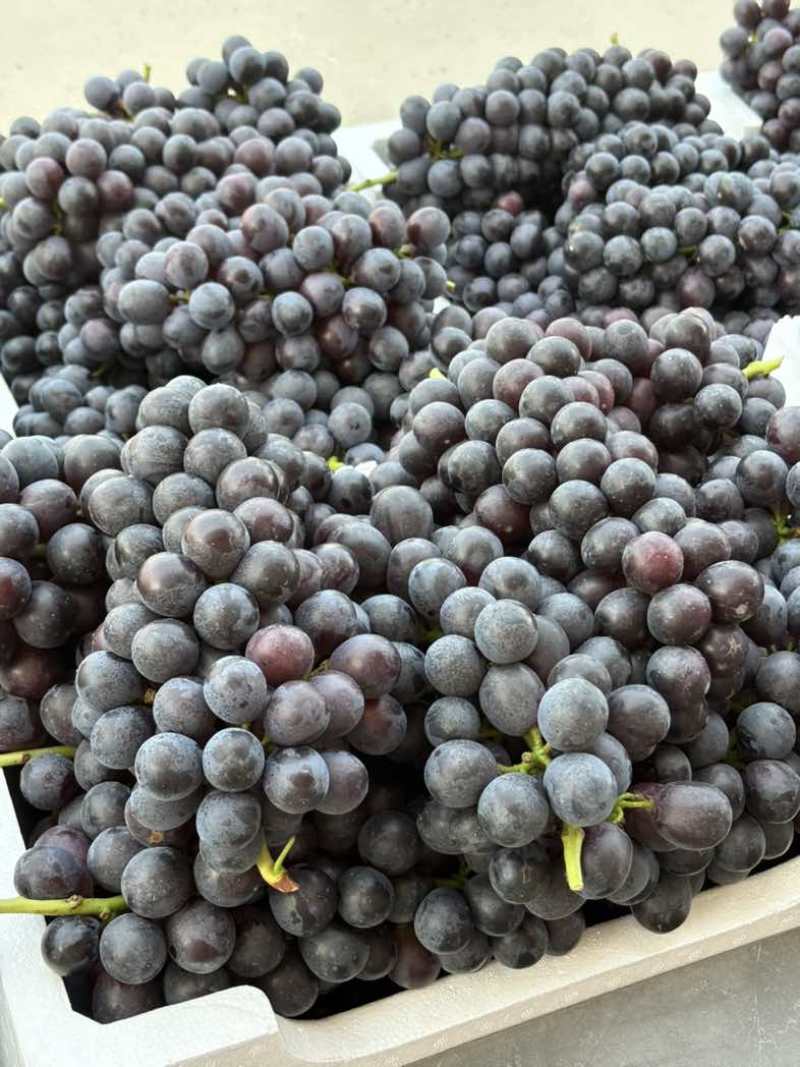 夏黑葡萄🍇