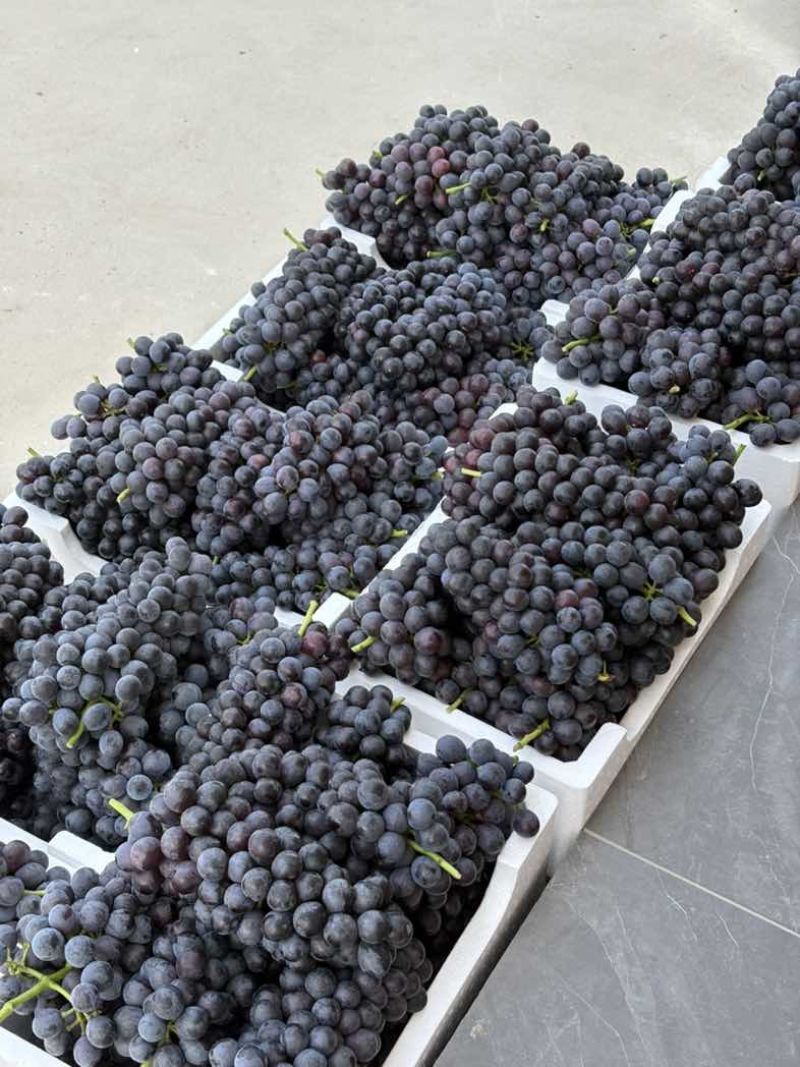 夏黑葡萄🍇