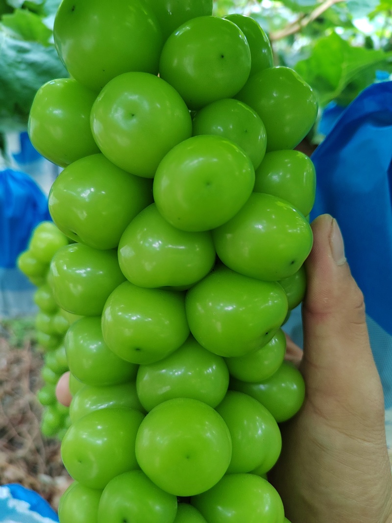 精品阳光玫瑰底糖已够