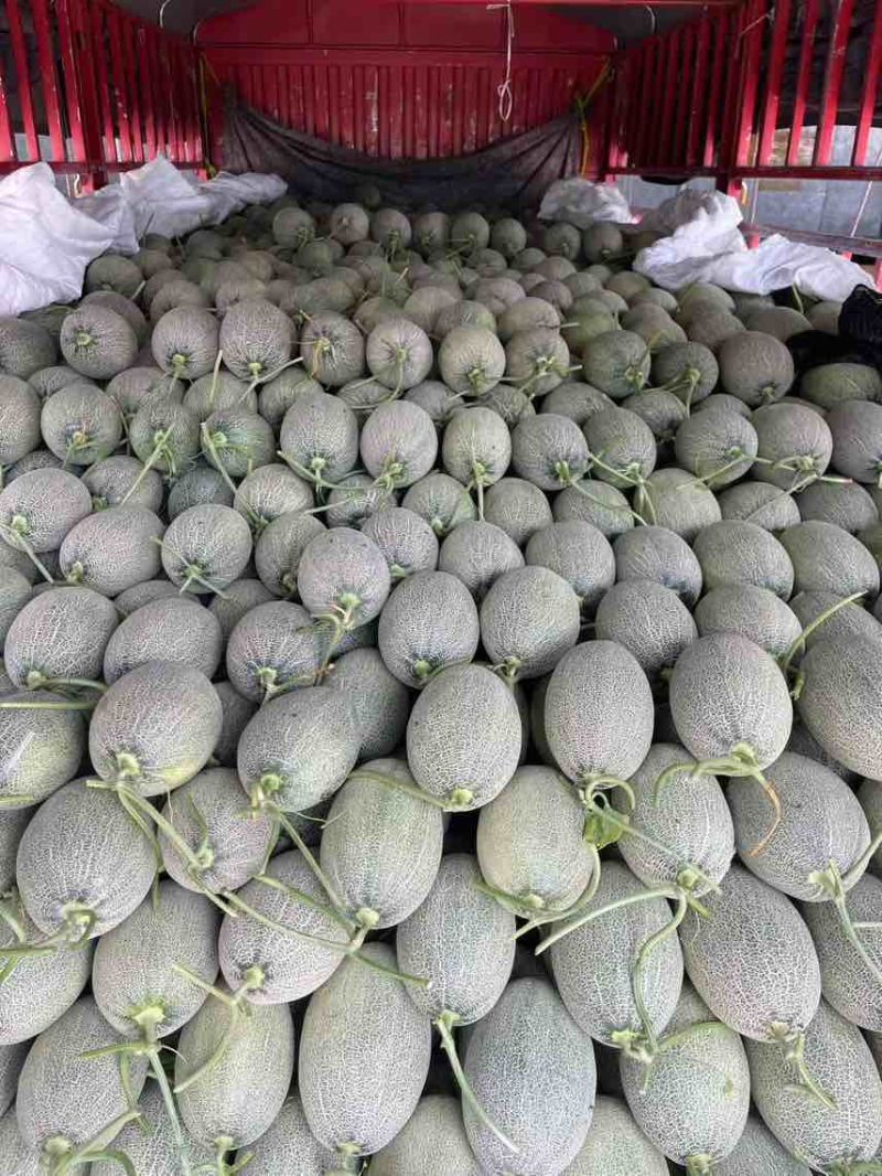 精品晓蜜25哈密瓜🍈头茬现摘可一件代发电商