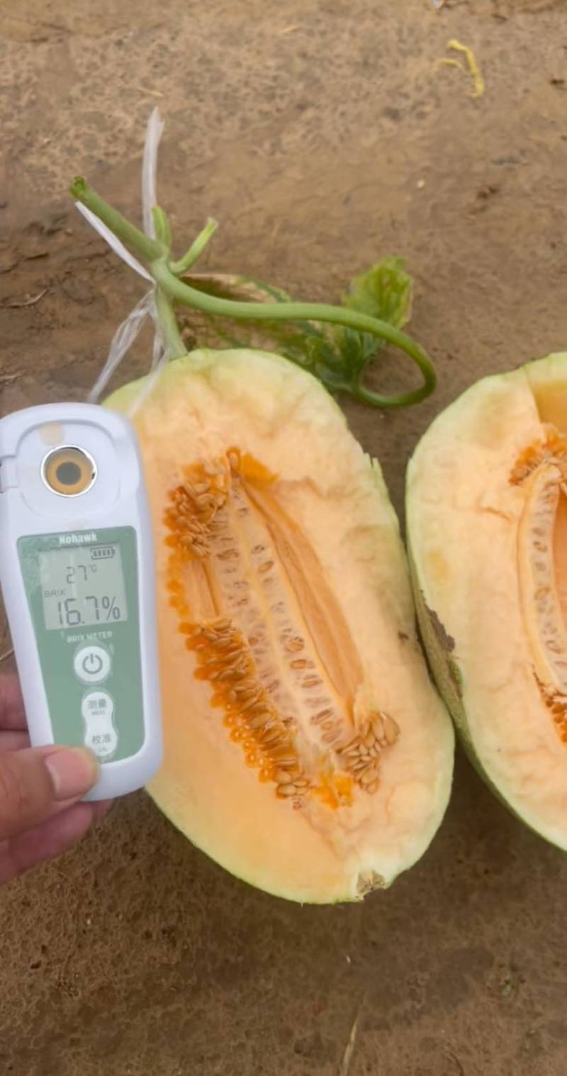 精品晓蜜25哈密瓜🍈头茬现摘可一件代发电商
