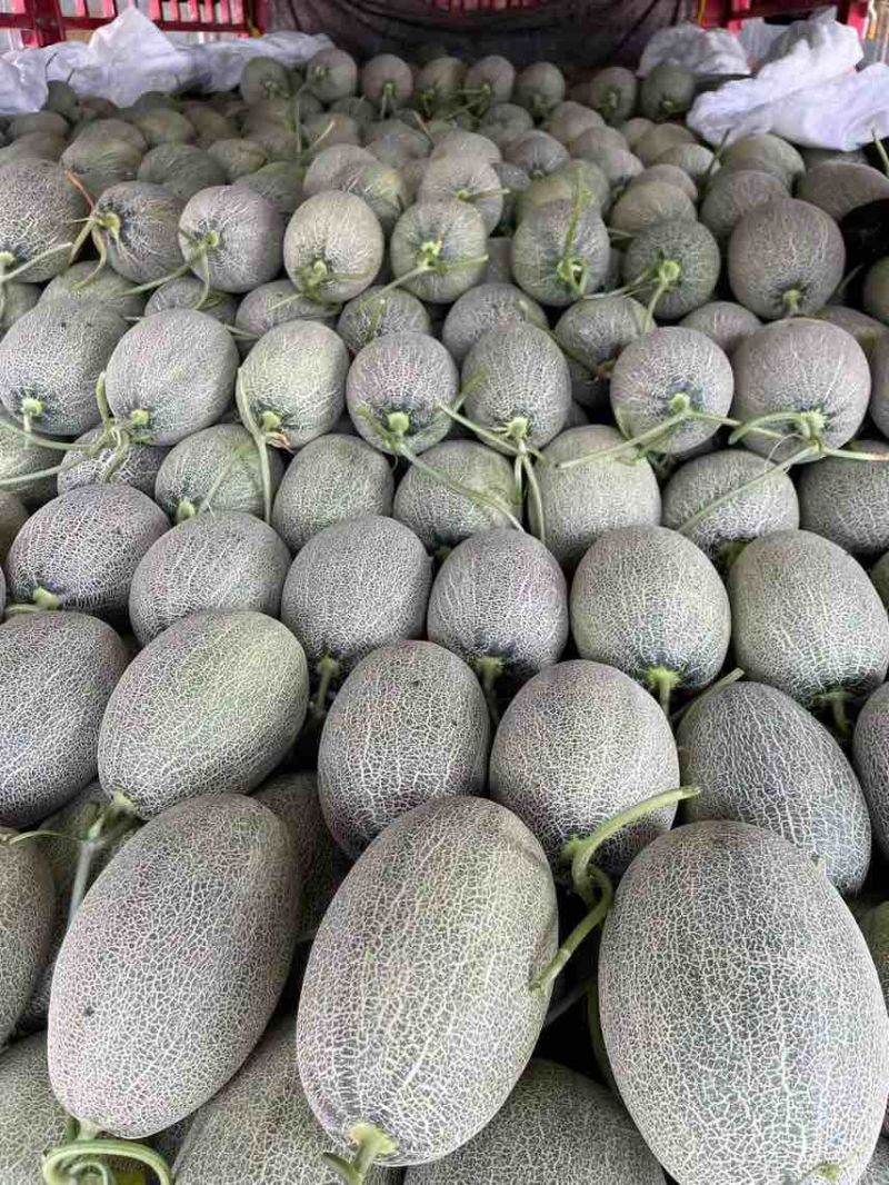 精品晓蜜25哈密瓜🍈头茬现摘可一件代发电商