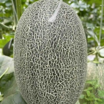 精品晓蜜25哈密瓜🍈头茬现摘可一件代发电商