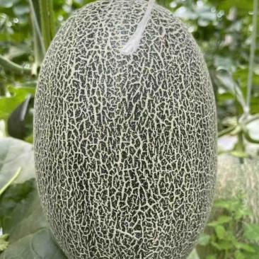 精品晓蜜25哈密瓜🍈头茬现摘可一件代发电商