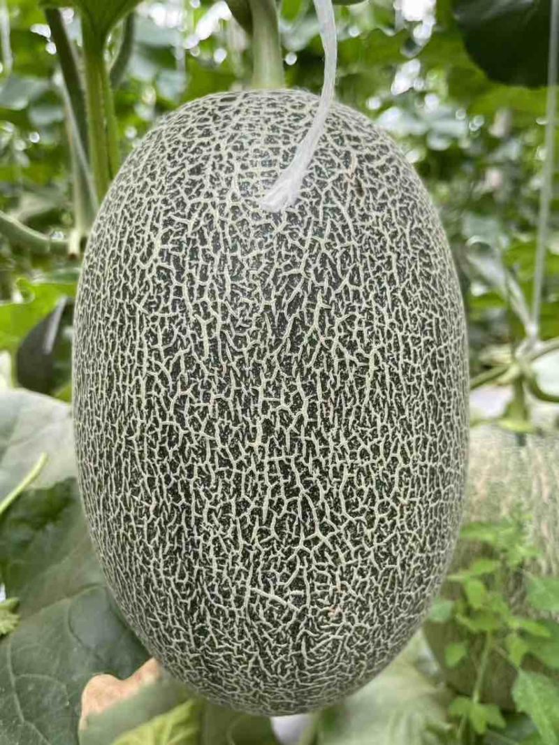 精品晓蜜25哈密瓜🍈头茬现摘可一件代发电商