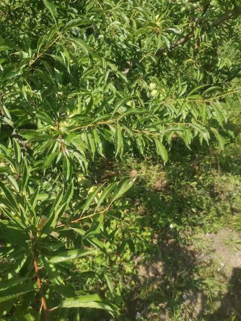 南充营山县清脆李子