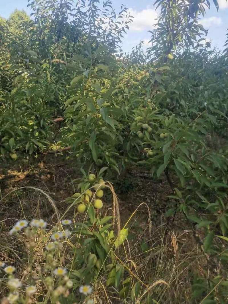 南充营山县清脆李子