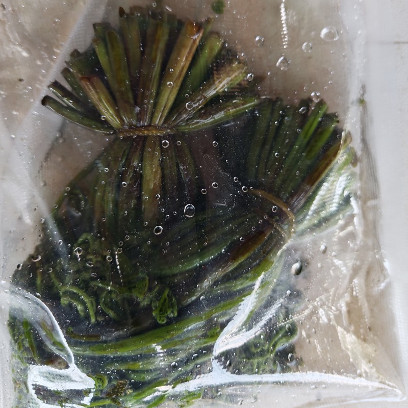 围场腌制蕨菜
