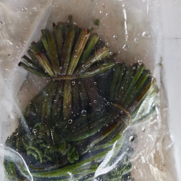 围场腌制蕨菜