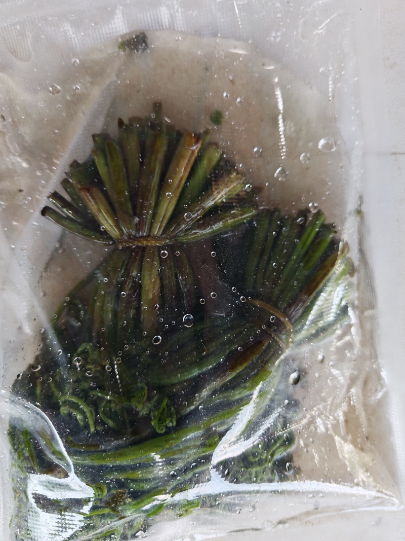 围场腌制蕨菜