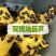 油葫芦蟋蟀