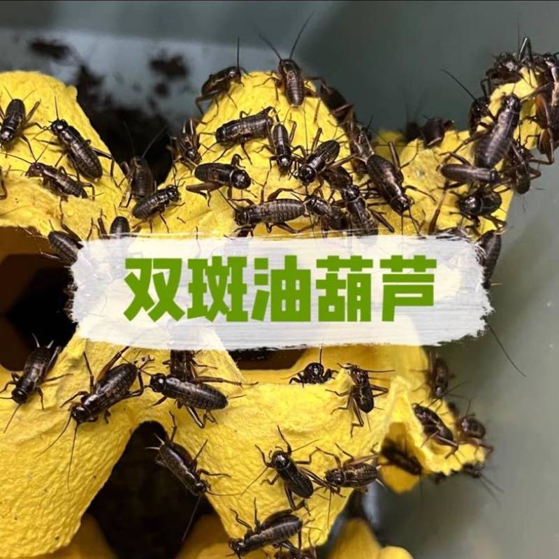 油葫芦蟋蟀