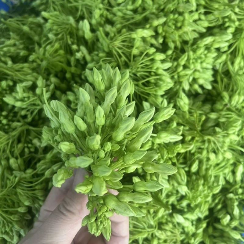 夜兰花广西大山里的，顺丰包邮。