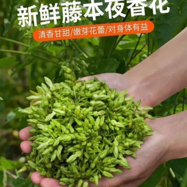 夜兰花广西大山里的，顺丰包邮。