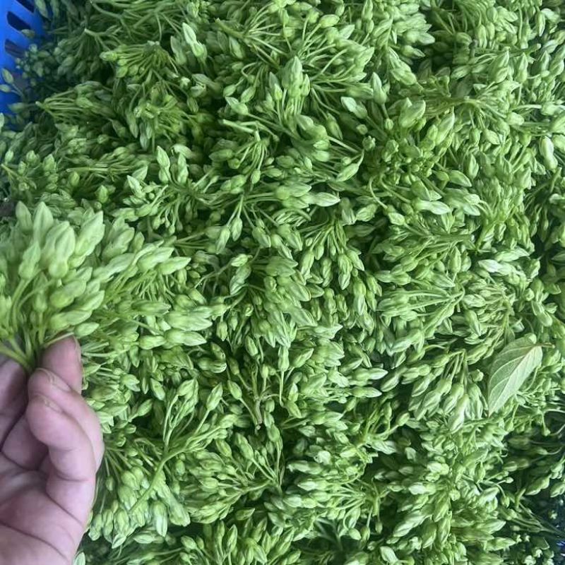 夜兰花广西大山里的，顺丰包邮。