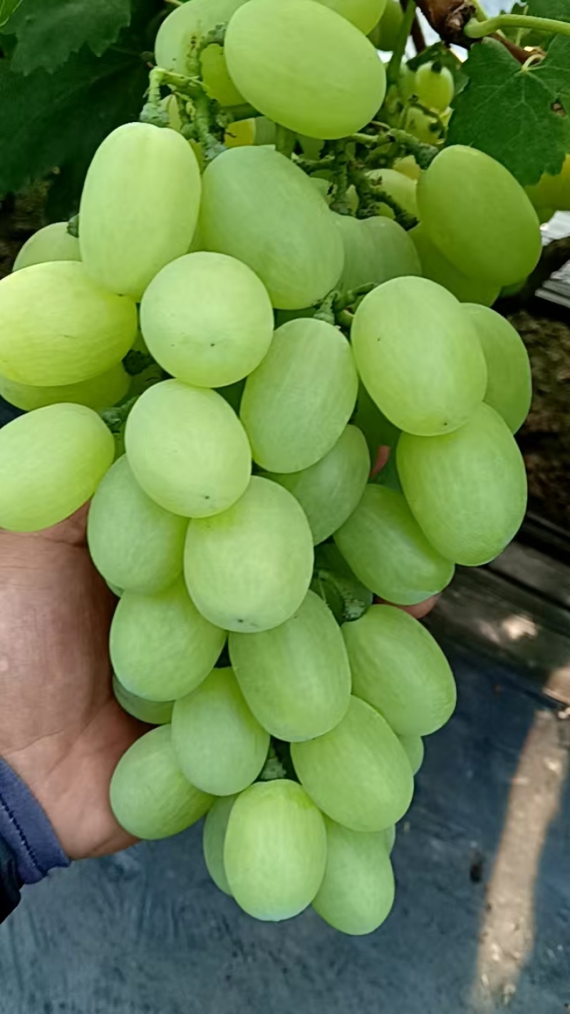 河北饶阳葡萄