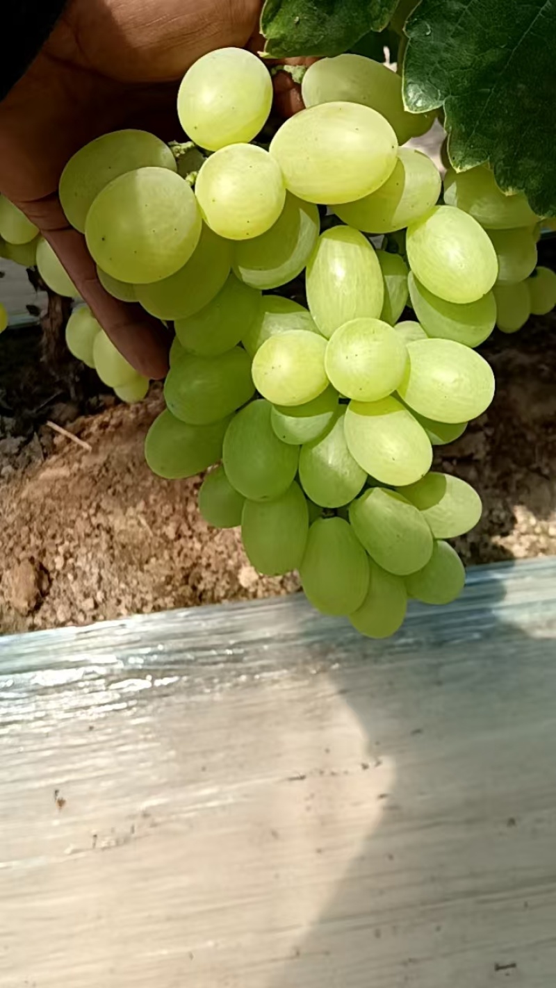 河北饶阳葡萄