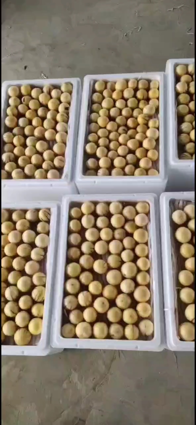 云南石林风化石人参果
