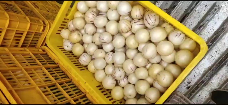 云南石林风化石人参果