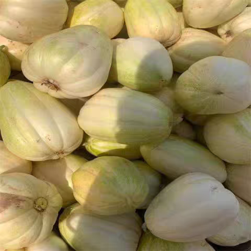 巴盟白莲脆，小香瓜