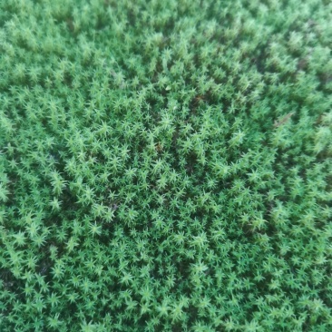 苔藓