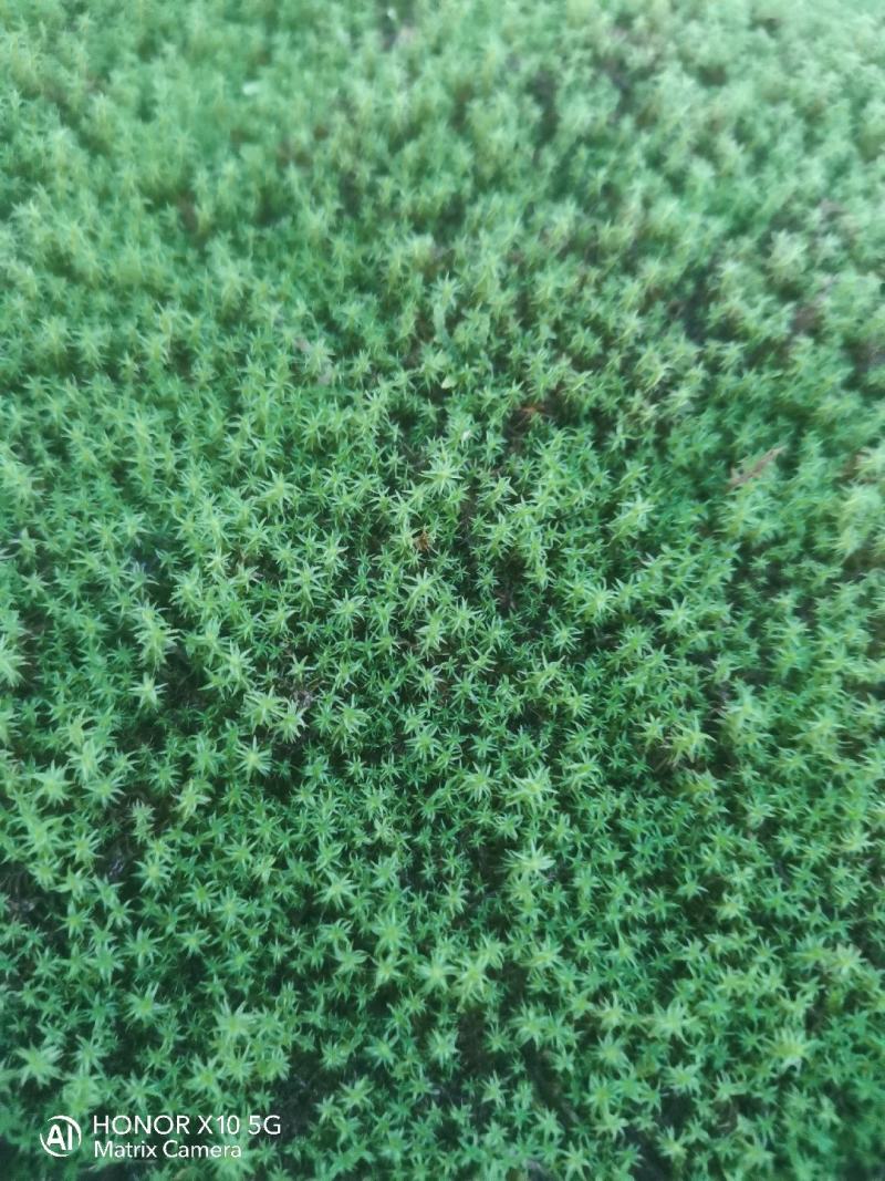 苔藓