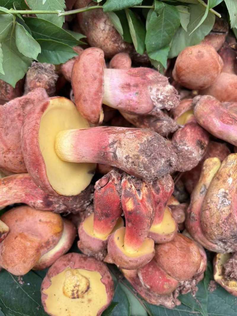 野生菌