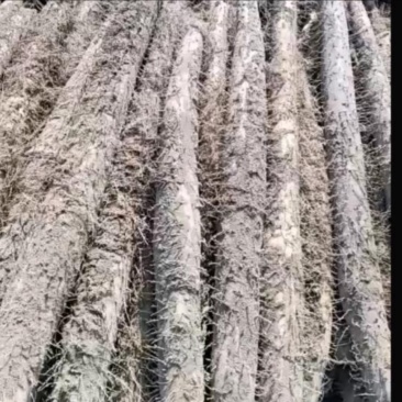 河北白玉山药