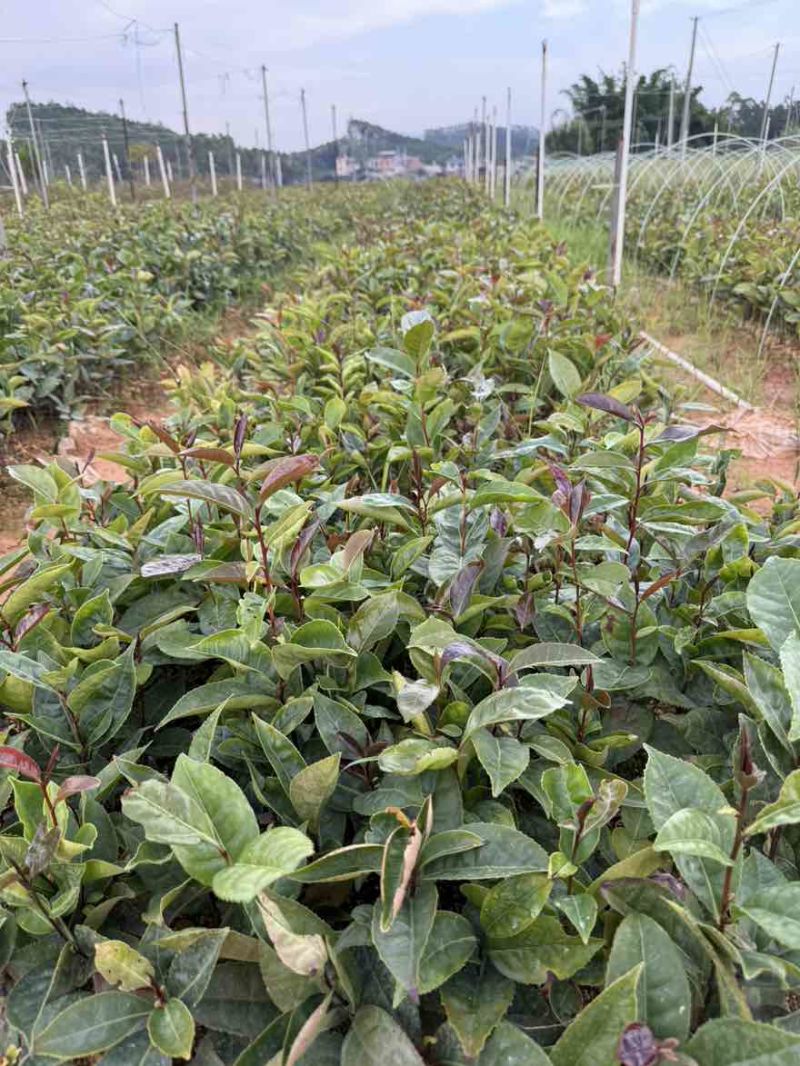 红花油茶